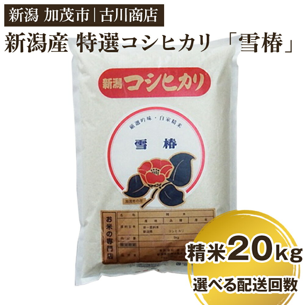 【ふるさと納税】【令和7年産新米】 新潟県産 特選コシヒカリ「雪椿」精米20kg 選べる配送回数（通常配送1回〜定期便12回）《順次発送》 白米 加茂市 お米の専門店 古川商店