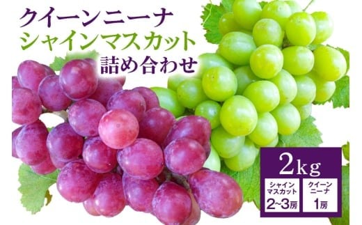 【 2026年 先行予約 】 シャインマスカット ＆ クイーンニーナ 詰め合わせ 2kg 開田ぶどう園 ぶどう ブドウ 国産 果物 くだもの 葡萄 フルーツ セット ギフト 2キロ 9月 10月 発送 夏 秋 旬 産地直送 産直 農家直送 冷蔵 茨城県 石岡市 (A01-009)