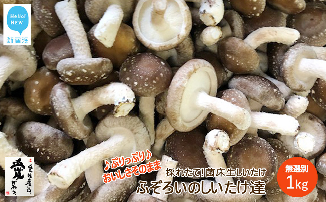 
            【訳あり】 菌床 生しいたけ ふぞろいのしいたけ達 1kg 愛媛 新居浜産 大きさ 形状 無選別 クール便 ご家庭用 大容量
          