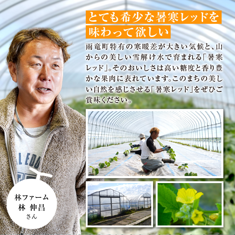 【令和7年産先行予約】北海道メロン 暑寒レッド 1玉 (1.6kg以上×1箱)《2025年9月より発送予定》