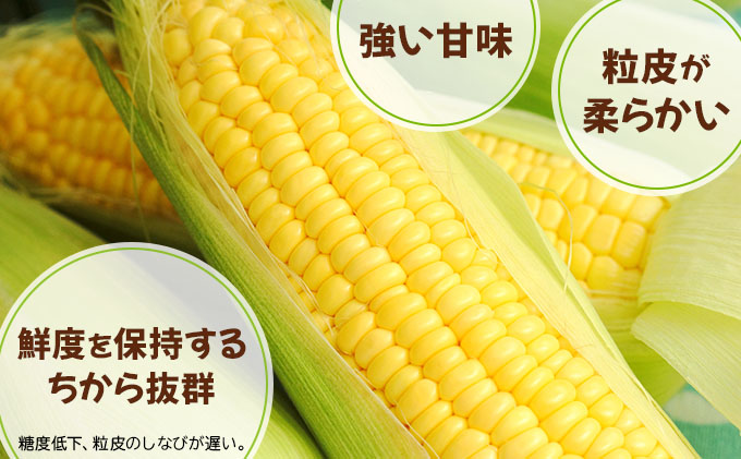 先行予約 【 2025年 発送 】北海道 朝もぎ とうもろこし 恵味 ゴールド L-LLサイズ 10本 スイート コーン トウモロコシ とうきび 旬 完熟 野菜 採れたて 朝採り 甘い めぐみ 産地直
