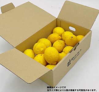 【11月上旬より発送】中島産 レモン M から L サイズ 約1.5kg | （先行予約 檸檬 レモン 国産 柑橘 レモンジャム レモンサワー ピール 中島 愛媛 松山 ） 【FA0921】