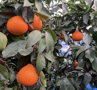 愛果28号 みかん 2kg ご家庭用 傷あり レッスルファーム 愛媛 【2025年12月中旬順次発送】 先行予約 数量限定 おすすめ 美味しい おいしい グルメ フルーツ くだもの 愛媛県産 人気 柑