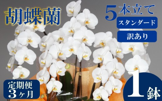 母の日 ギフト 花 人気 【定期便3ヶ月】【訳あり】胡蝶蘭 5本立て 白 スタンダード お祝い プレゼント 贈り物 贈答 須崎洋蘭園 SY50000_x