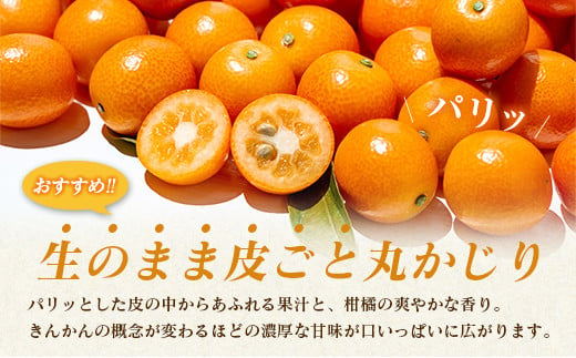 ＜2027年発送＞完熟きんかん「たまたまエクセレント」 糖度18度以上 約1kg 宮崎県産