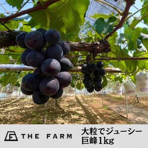 THE FARM大粒でジューシー!巨峰1kg【先行受付品・発送は2025年7月31日以降】【配送不可地域：離島・沖縄県】【1427217】