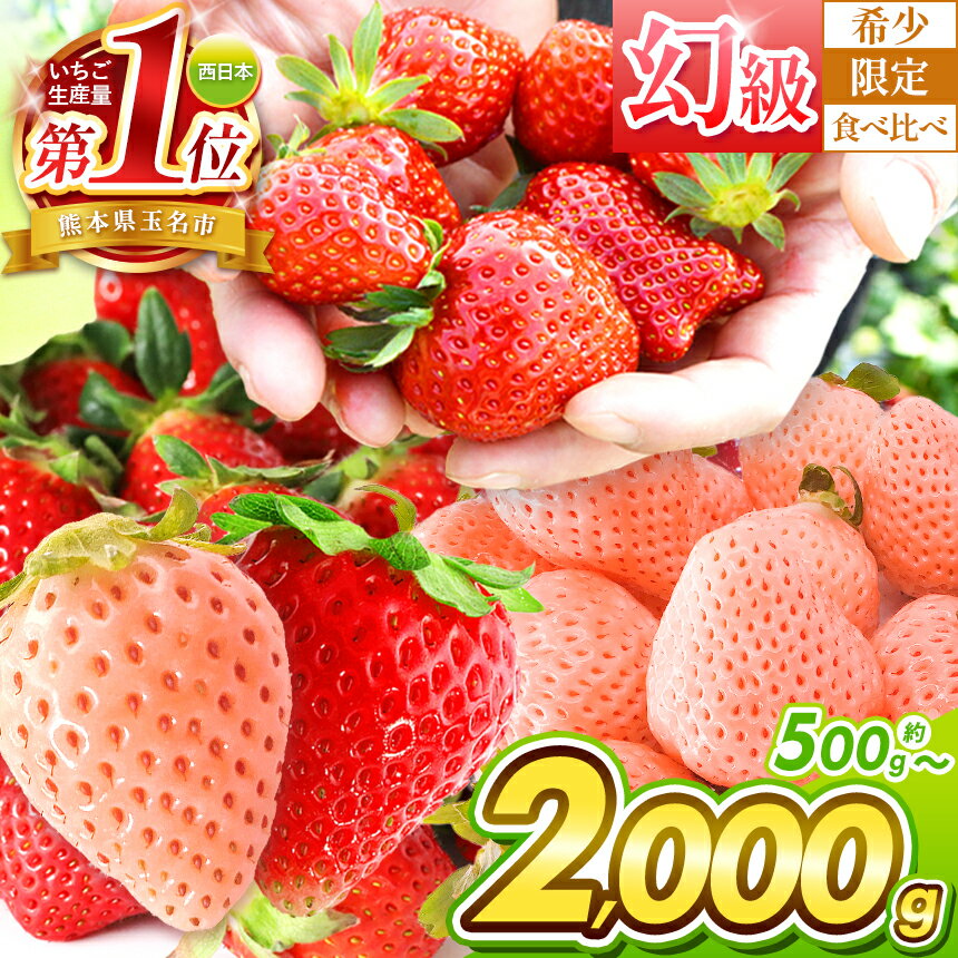 【ふるさと納税】 選べる 回数 いちご 生産量 西 日本一 厳選 農家直送 選べる 3種 食べ比べあり いちご 500g 1000g 1500g 2000g | フルーツ 果物 苺 白 いちご 淡雪 高級 ギフト 贈答 熊本県 玉名市 たまな 甘い 高糖度 果物 フルーツ 冬 旬 産地直送 あまおうと同じ糖度