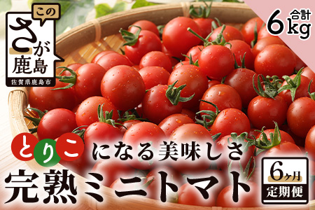 【6回定期便】【先行受付】2027年1月より順次発送予定 完熟ミニトマト 1kg 農家直送 佐賀県鹿島市 たにぐちファーム Ricotomato（リコトマト）～とりこになるトマト～H-12
