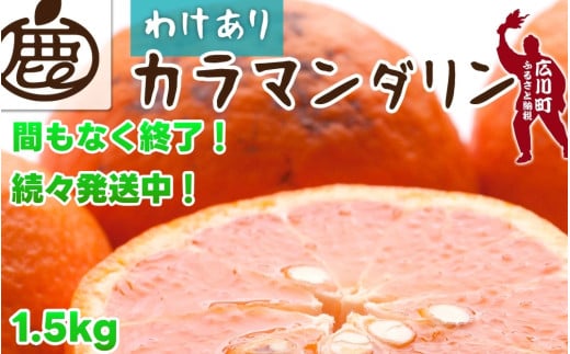 カラマンダリン 1.5kg+45g（痛み補償分） 家庭用 / カラ カラオレンジ カラみかん 南津海 なつみ 訳あり 和歌山 有田 柑橘 晩柑 ※4月上旬〜7月中旬に順次発送 ※北海道・沖縄・離島への配送不可 【ikd015-c-1d5A】