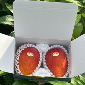 【2026年6月下旬から順次発送・贈答用】みなとばる農園の完熟アップルマンゴー1kg(2～3玉)【配送不可地域：離島】【1700015】