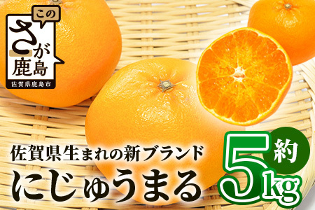 佐賀県生まれ 新ブランド 高級柑橘【にじゅうまる】約5kg みかん 蜜柑 ミカン オレンジ 柑橘 フルーツ 果物 贈り物 贈答 プレゼント 高級 ブランド 限定 ギフト F-55