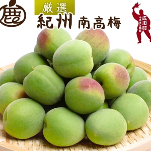 青梅 厳選 南高梅 10kg+250g（痛み補償分） / 梅 梅ジュース 梅酒 梅干し 高級 和歌山 ※5月~6月発送予定 ※北海道・沖縄・離島への配送不可 【ikd508-p-10G】