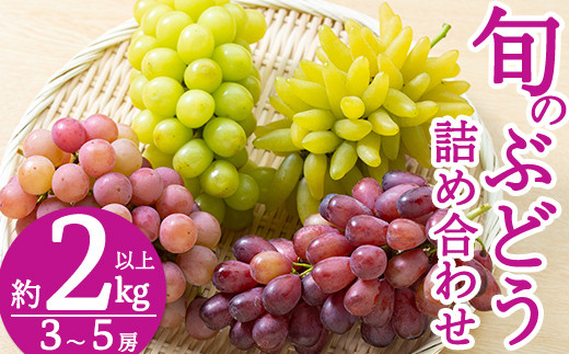 
                  B-050 ＜期間限定！2026年8月中旬～9月下旬の間に発送予定＞旬のぶどう詰め合わせ3～5房(約2kg以上)【さくら農園】ぶどう 食べ比べ シャインマスカット 瀬戸ジャイアンツ フルーツ 果物 期間限定
                