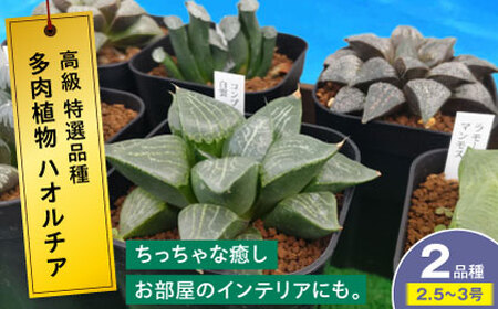 観葉植物 高級ハオルチア 2鉢[APCJ007]観葉植物 