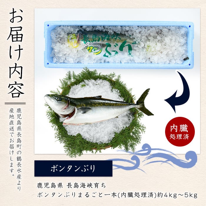 ＜2024年12月27日発送予定＞ボンタンぶりまるごと一本(内臓処理済) ぶり 柵 刺身 ブリ 切り身 鰤 1本 鮮魚 下処理済み 鮮魚 1匹 刺身 ぶりしゃぶ ぶりかま 【鶴長水産】_turu-60