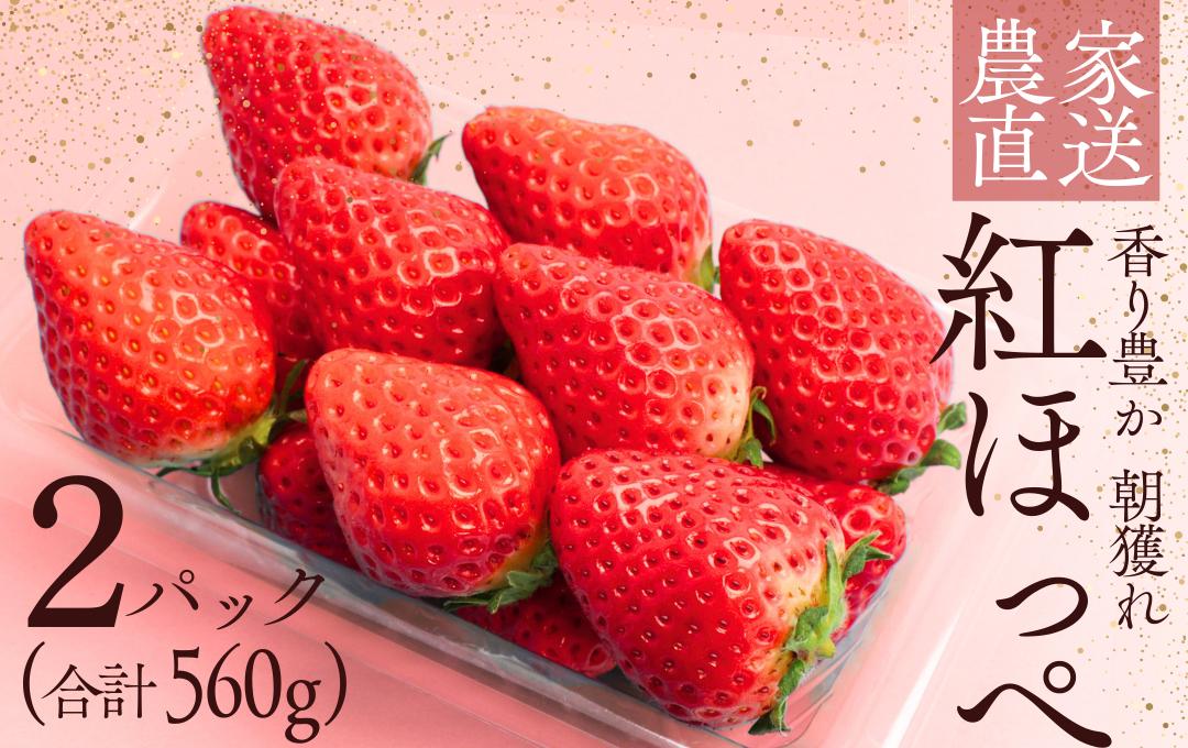 
                  【先行予約＿2026年出荷分】 紅ほっぺ 280g 2パック（DXパック） 　【 苺 いちご イチゴ 紅ほっぺ 産地直送 旬 果物 フルーツ くだもの 静岡県 伊豆 南伊豆町 期間限定 】　<BD-13>
                