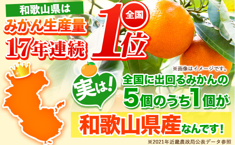 和歌山県産 訳あり みかん (3S～3L) 約1.5kg《11月上旬-12月末頃出荷》和歌山県 日高川町 果物 フルーツ 訳ありみかん 家庭用