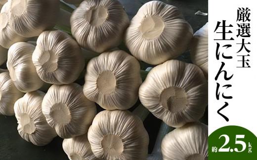 厳選大玉 生にんにく 約2.5kg【2026-5月上旬～2026-6月上旬配送】 372013_T006-281J