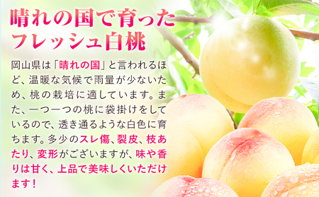 訳あり 白桃 桃 1.3kg ハレノフルーツ （犬塚農園） 《6月末-8月中旬頃出荷》岡山県 浅口市 フルーツ モモ 果物 青果 旬 おかやま夢白桃 白麗 白鳳 清水白桃 なつごころ 加納岩白桃 ご家