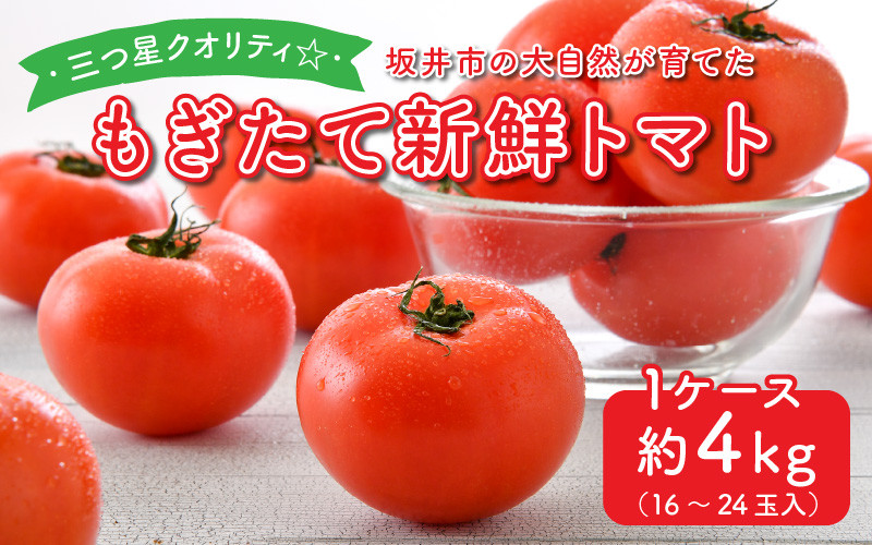 
            新鮮トマト 1ケース 約4㎏ (16～24玉入) ～三つ星クオリティ☆坂井の大自然が育てた、もぎたて新鮮トマト～【とまと トマト 野菜 生野菜 新鮮 リコピン ビタミン ダイエット 美容 美肌 産地直送 国産】 [A-2606]
          