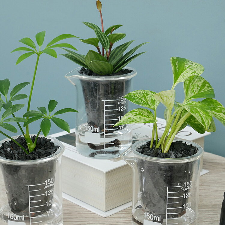 【ふるさと納税】 観葉植物 ウォータリウム ビーカーM 炭植え 3個 セット 〜オススメの観葉植物をお届け〜 [三浦園芸 愛知県 岡崎市 ok23bzw830026] グリーンインテリア おしゃれ ガーデン 生活 オフィス 暮らし インテリアグリーン 緑のある暮らし