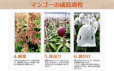 【2026年発送】サンフルーツ糸満マンゴー貴重な大玉 家庭用　約2.5kg 産地直送 先行予約 フルーツ 果物 くだもの アップルマンゴー アップル アーウィン種 濃厚 デザート 贅沢 旬の果物 甘い