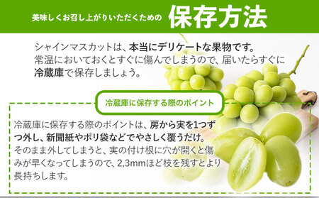 秀品 シャインマスカット 約600g《9月中旬～11月上旬頃に出荷予定(土日祝除く)》｜シャインマスカットシャインマスカット