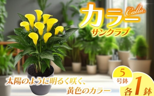 観賞用 花 カラー (5号) サンクラブ | 鉢植え レッドシンフォニー オレンジプライド ザズー サンクラブ ヴァージンアート 園芸 6号鉢 赤 オレンジ ピンク 黄色 白 贈り物 ギフト 室内インテリア 観葉植物 店舗装飾 送料無料 栃木県 下野市
