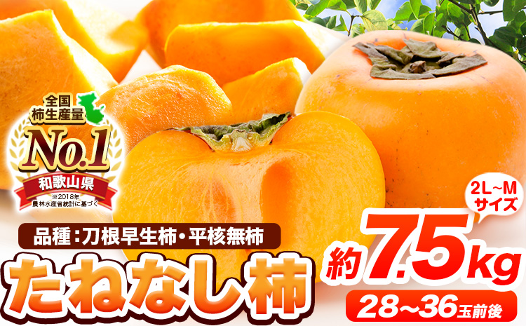 【先行予約】たねなし柿（刀根早生柿・平核無柿）約7.5kg（28～36玉前後）《2025年9月中旬-11月上旬頃出荷》---wfn_wlocal79_9c11j_25_16000_75---