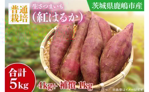【先行予約】【10月中旬～11月末までの発送品！】【普通栽培】紅はるか 生さつまいも(4kg+約25%補償分)　計 約5kg【サツマイモ 芋 いも べにはるか 自然栽培 新鮮 焼き芋 煮物 天ぷら スイートポテト 鹿嶋市 茨城県】（KAG-41）