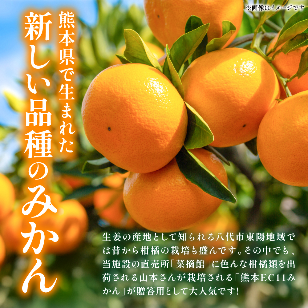 【先行予約】 八代市東陽産山本さん家の「熊本EC11みかん」 約5kg みかん 柑橘 フルーツ 果物 果実 ミカン 蜜柑 熊本県 八代市 【2026年11月上旬より順次発送】