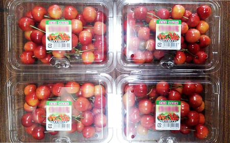 先行予約 大塚農園 さくらんぼ【 南陽 】800g（200g×4）サクランボ フルーツ