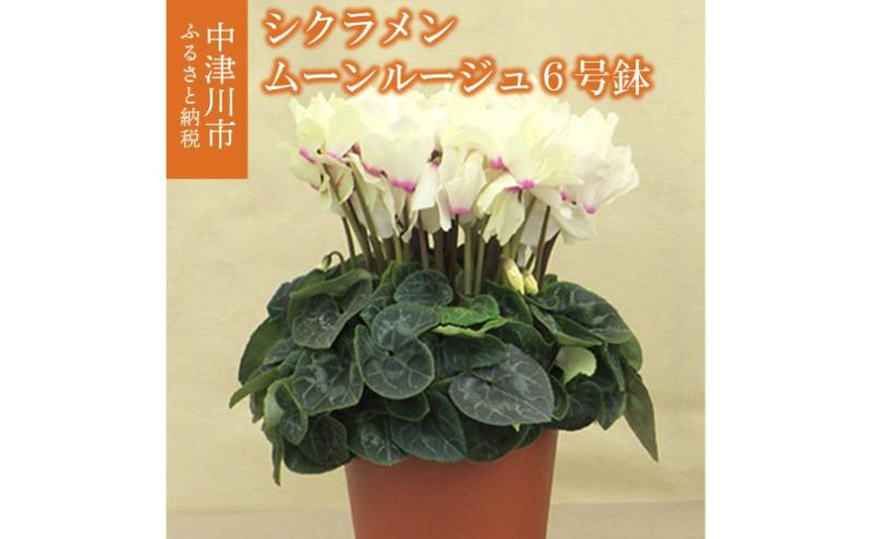 
            シクラメン「ムーンルージュ」6号鉢（18cm） ますだ農園 【お届け：11月～12月】 F4N-1398
          