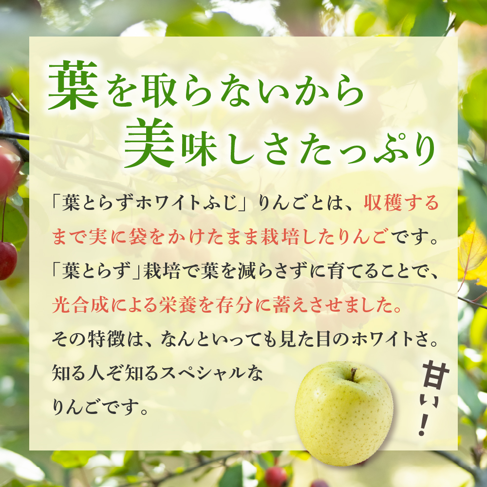 りんご 約 10kg 訳あり 葉とらずホワイトふじりんご 【12月前半発送】 ハトラズホワイト リンゴ 青森りんご 葉とらずふじ