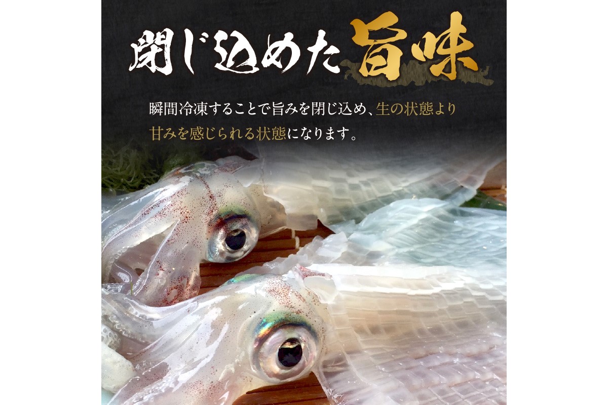 日本海産『海の京都』の逸品！！　活白イカ姿造り（クリスタル白いか）中サイズ 1杯（200g前後）（2027年6月上旬～発送） ふるさと納税 海鮮 鮮度抜群 新鮮 海鮮 いか イカ 簡単調理 生産者応援