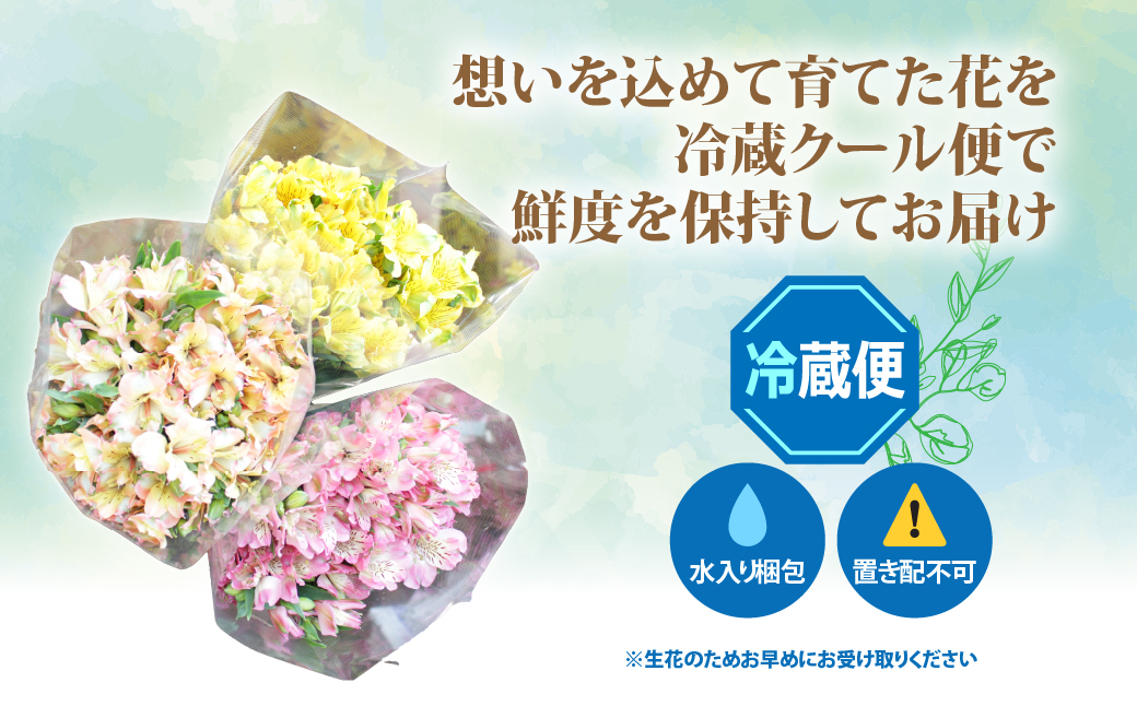 アルストロメリアの花束(30本) NABL001