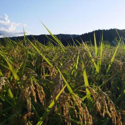 ふるさと納税 三条市 [定期便10kg (5kg×2袋) ×6か月] コシヒカリ 新潟県 三条市下田産 【092S004】 |  | 02