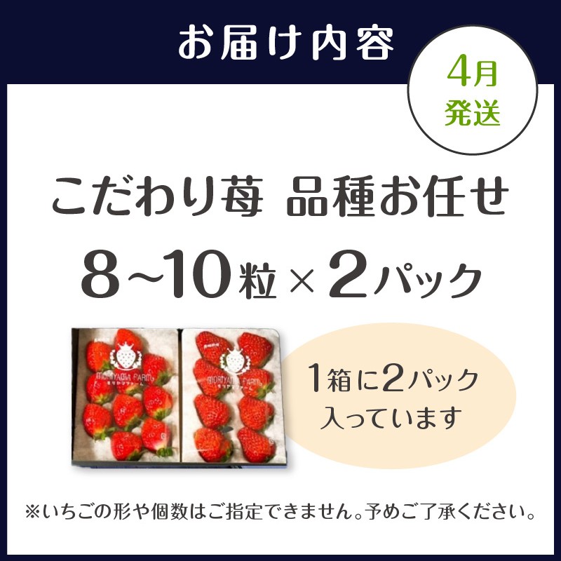 こだわり苺 品種お任せ小箱8粒～10粒×2パック(4月発送)( いちご 苺 イチゴ 紅ほっぺ かおり野 さがほのか 恋みのり 果物 フルーツ )【B0-236-04M】
