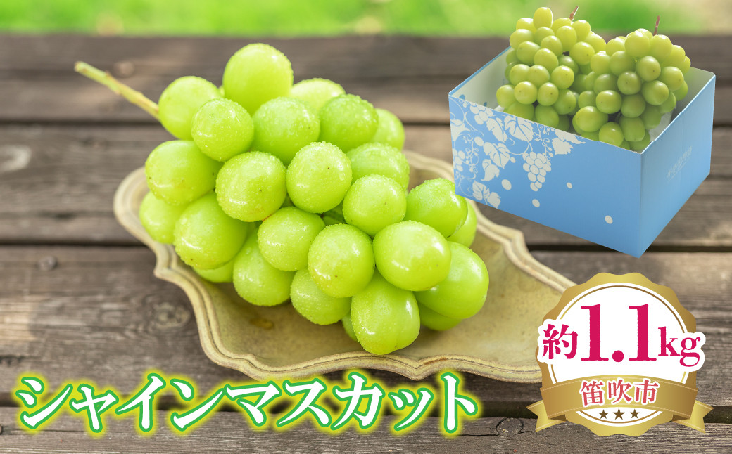 
            【2026年発送★先行予約】シャインマスカット 約1.1kg 222-008-1-26y | シャインマスカット 発送 笛吹市 山梨県 フルーツ 果物 ぶどう 葡萄 大粒 おすすめ 贈答 ギフト 産地 山梨 笛吹 国産 人気 先行 予約 
          