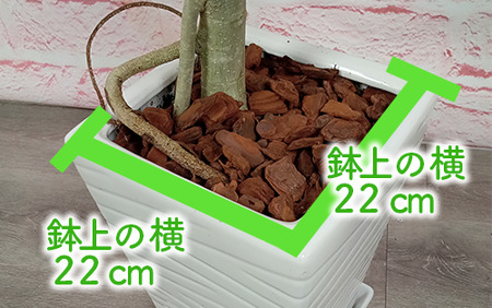 2025年3月中旬～発送【観葉植物】フィカス・ベンガレンシス100cm～130cmホワイト陶器鉢(T&P/035-1461)南国鹿児島県で育った 観葉植物！植物 鉢付 インテリア 室内 オフィス おし