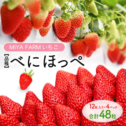 【先行予約】MIYAFARM いちご（品種：べにほっぺ）12粒入り×4パック 合計 48粒 ※北海道・沖縄・離島への配送不可 ※2027年1月中旬～5月下旬頃に順次発送予定
