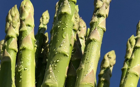 No.3249 陸奥産の竜髭菜（アスパラガス）"将軍" 約600g【2026年発送】