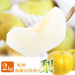 梨 約2kg 化粧箱入 紀州和歌山 かつらぎ産【2026年8月中旬頃～2026年9月上旬頃に順次発送予定】【UT103】【Z91107-uot788】