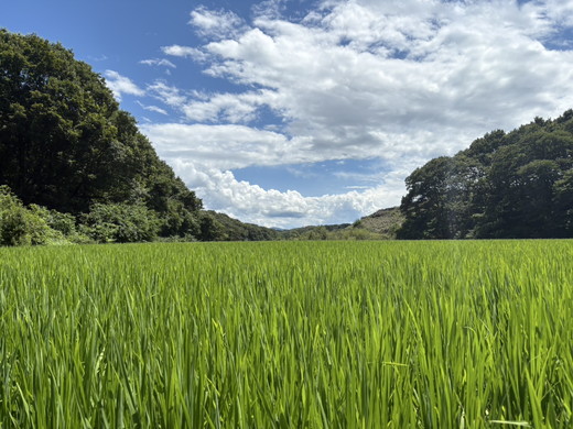 那須高原 令和7年産 コシヒカリ 10キロ 精米〔P-402〕 ｜ 新米 白米 10kg こしひかり 米 こめ コメ ごはん ご飯 産地直送 期間限定 季節限定 栃木県 那須町 ※2025年10月中旬