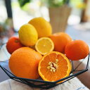 【ふるさと納税】ご家庭用 旬の 柑橘 詰め合わせ セット 2.5kg 【農家直送】【先行予約・2025年1月中旬～4月下旬発送】 | フルーツ 果物 くだもの 食品 人気 おすすめ 送料無料