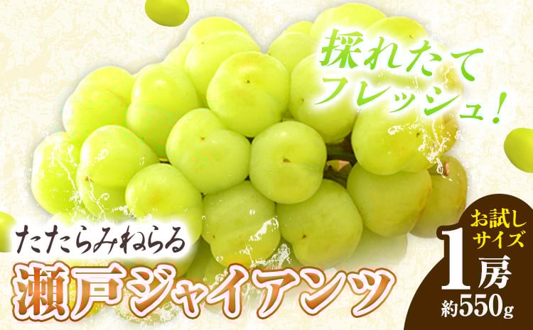 
            【先行予約】たたらみねらる 瀬戸ジャイアンツ お試しサイズ 1房 約550g Y＆G.ディストリビューター株式会社《2026年8月下旬-10月下旬頃出荷予定》岡山県 笠岡市 マスカット ぶどう ブドウ 葡萄 フルーツ 果物
          