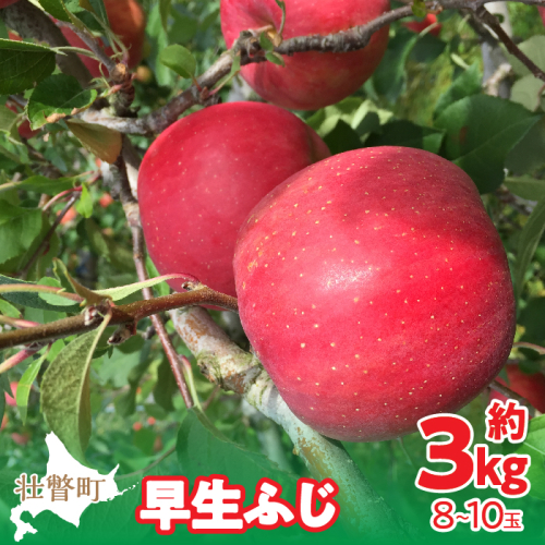 ＜2025年10月中旬よりお届け＞ 北海道壮瞥町 りんご 品種名「早生ふじ」8～10玉約3kg SBTF002