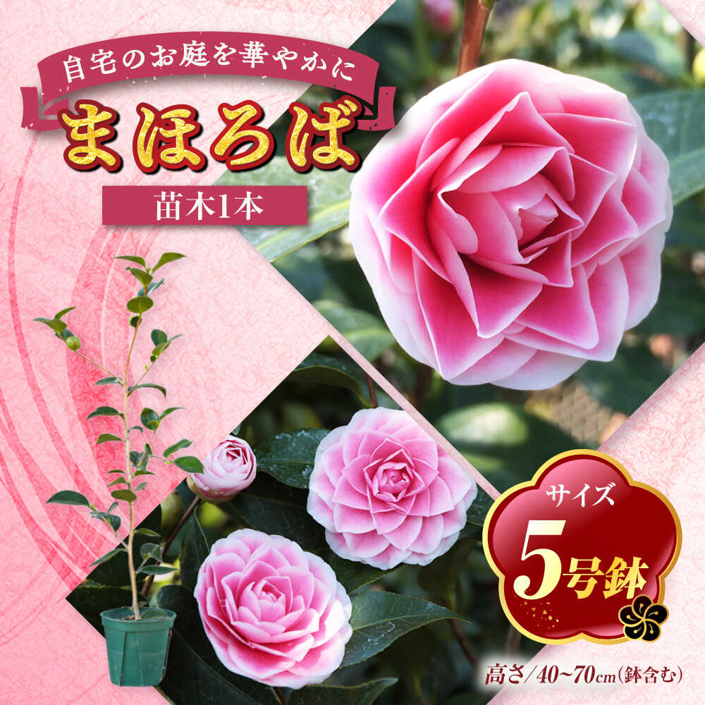 【ふるさと納税】椿 まほろば 5号鉢 苗木 濃桃色 白覆輪 八重咲き 鉢植え 庭木 花木 茶花 敬老の日 ギフト プレゼント 植木の産地 稲沢市 椿園株式会社 送料無料 [BMBI010]