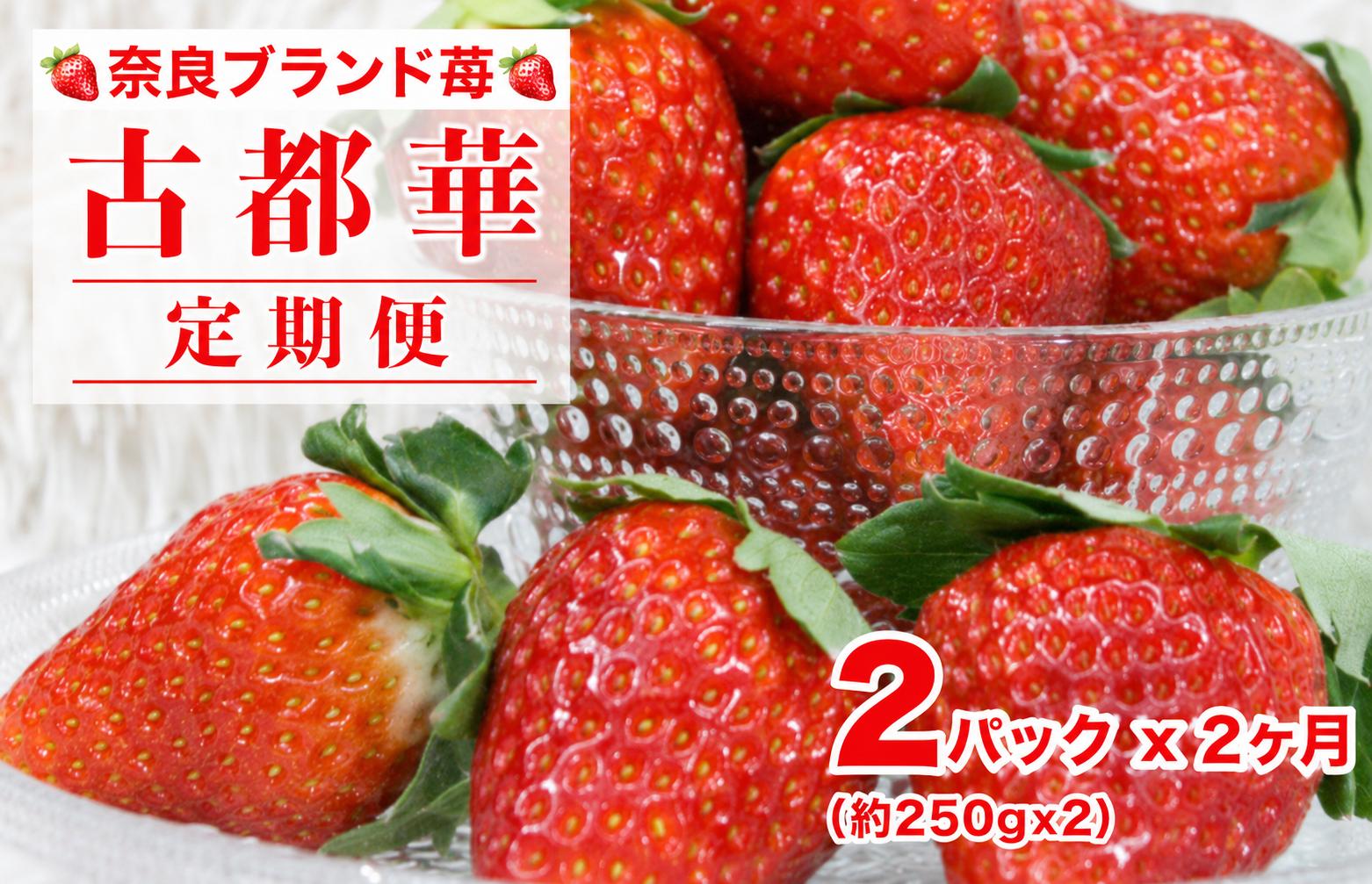 
                  【2027年発送先行予約】【定期便 全２回】 いちご 古都華 約250gx2パック ことか  奈良  限定出荷 いちご 苺 奈良ブランド苺 2027年発送 人気 摘みたて イチゴ ブランド 古都華 大粒 苺 旬 産地 直送 フレッシュ フルーツ 果物 国産 ベリー 贈答用 プレゼント 人気苺 furusato苺 おすすめ苺 いちご農家 ブランド苺 おいしい ２ヶ月連続 定期 
                