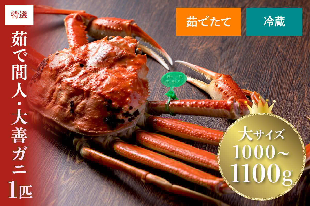 
            【蟹の匠 魚政】京丹後市産 未冷凍 茹で間人ガニ大善ガニ 特撰 大サイズ（1000～1100g） 1匹　大善ガニ ボイル 間人ガニ 大サイズ 蟹味噌 かにみそ カニ味噌 かに カニ 蟹 国産 甲殻類 海産物 ボイル まるごと 間人蟹 間人がに たいざがに　UO01394・UO01395
          